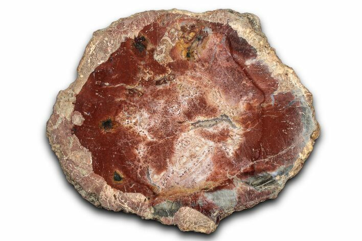 Beautiful Petrified Wood (Araucaria) Slab - Madagascar #344647